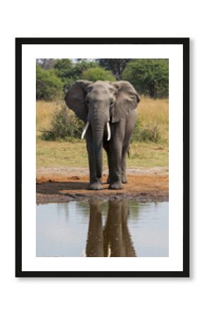 Elephant Standing Near Waterhole with Reflection in Natural Habitat