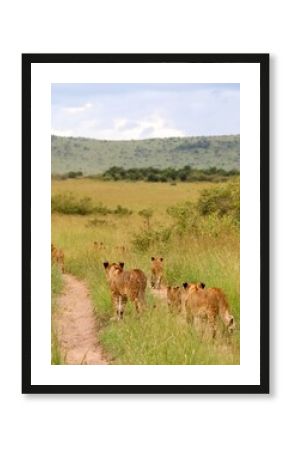 Pride of Lions Strolling in African Savanna