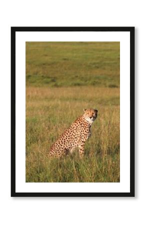 Cheetah sitting in the savannah grass during safari in Kenya