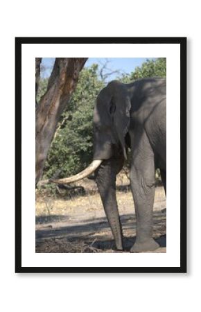 Elephant in wild savanna , Animal of africa