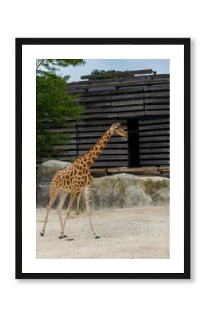 giraffe in the zoo