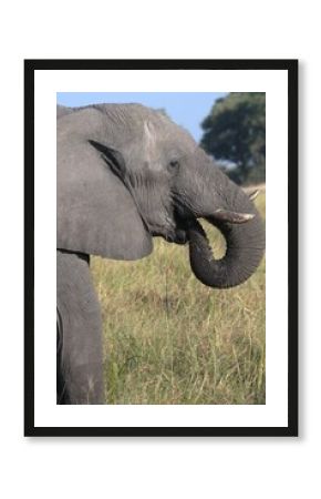 Elephant in wild savanna , Animal of africa