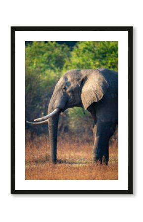 Close-up of profile of African bush elephant