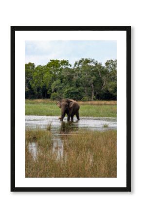 Solo Sri Lankan Asian elephant eating aquatic plants from shallow lake of water during wildlife safari in Wilpattu National Park Sri Lanka