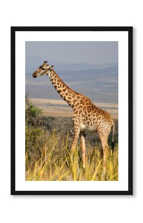 Lone Giraffe, Serengeti National Park, Tanzania