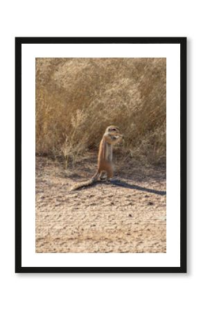 South African ground squirrel