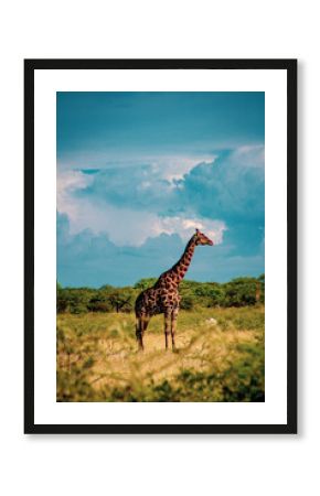 giraffe