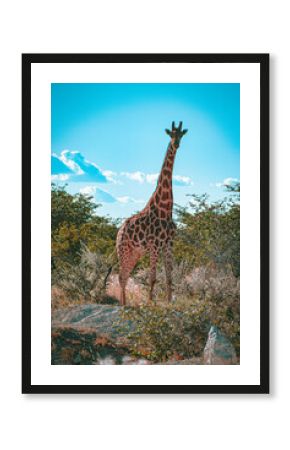 giraffe in the wild