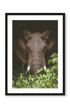 Endangered Elephant Emerging From Dense Grass in a Natural Habitat Environment