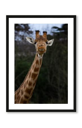 Girafe du Kordofan, Girafe d'Afrique de l'Ouest, Girafe du Soudan