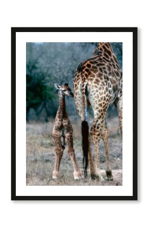 Giraffe newborn
