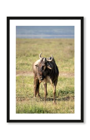 Solo wildebeest looking around
