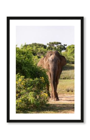 Elephant in the wild, elephant looking for food, elephant sri lanka