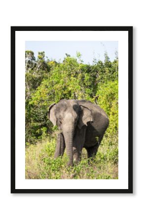 Elephant in the wild, elephant looking for food, elephant sri lanka