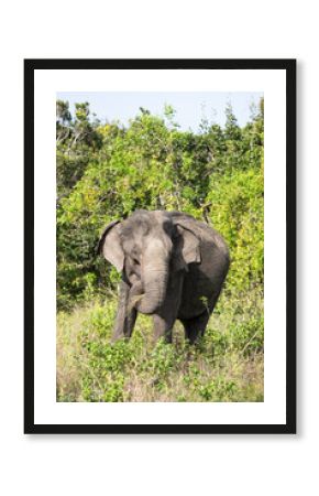 Elephant in the wild, elephant looking for food, elephant sri lanka