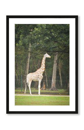 The giraffe walking around its enclosure on safari. Free-roaming animals in the safari park.  