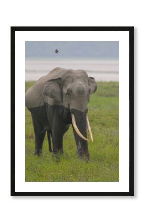 A Tusker walking across the grassland of Kaziranga National Park (India)