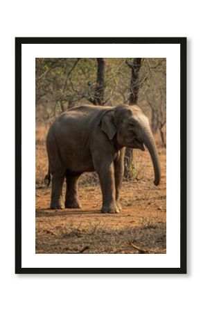 Elephant wildlife animal nature wild mammal safari trunk tusks africa asia zoo