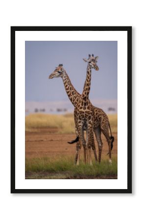 Giraffes in Amboseli