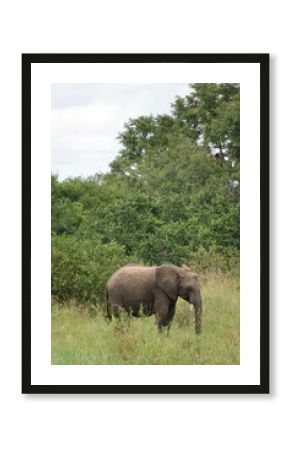 Elephant grazing in Serengeti on safari