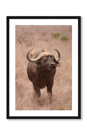 African buffalo
