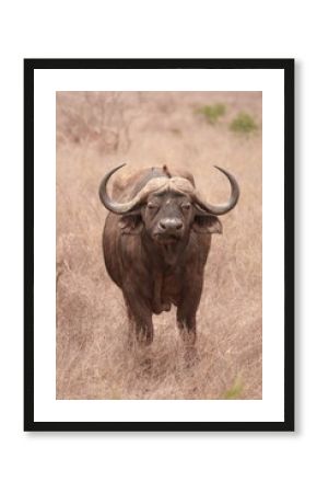 African buffalo