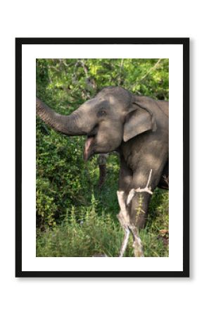 elephant in the wild, elephant looking for food, elephant sri lanka, african elephant