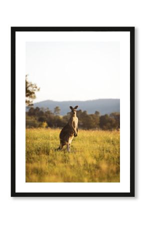 Kangaroos in field at sunset