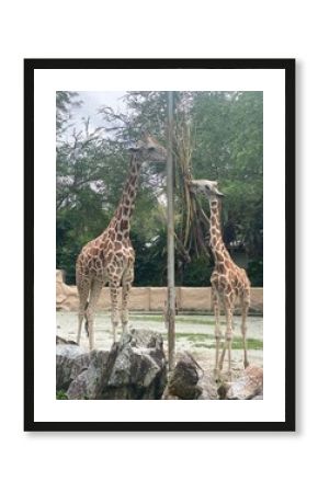 giraffe in the zoo