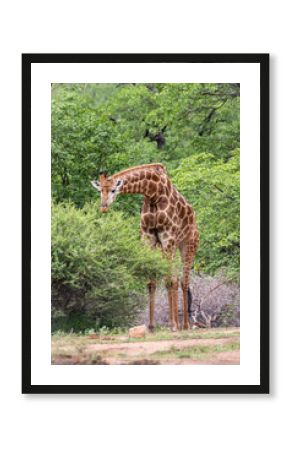 Kruger National Park, South Africa, Safari