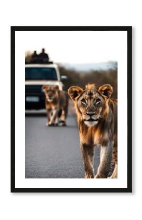 Juvenile lion with golden mane confidently walks on asphalt road near a safari vehicle