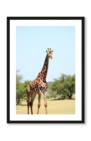 giraffe in the savannah