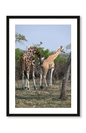 male giraffe looking for a female giraffe in the African savannah