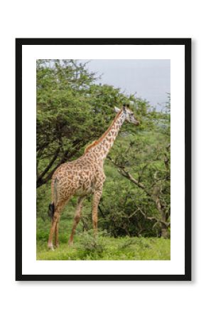 giraffe in the wild