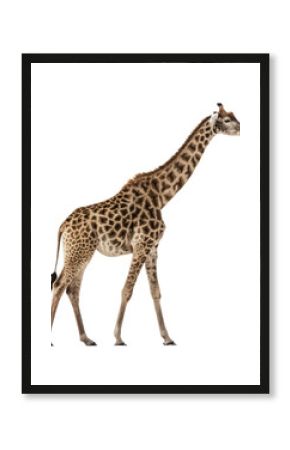 Giraffe png wild animal png tall animal png safari animal png African animal png spotted giraffe png wildlife animal png transparent background image