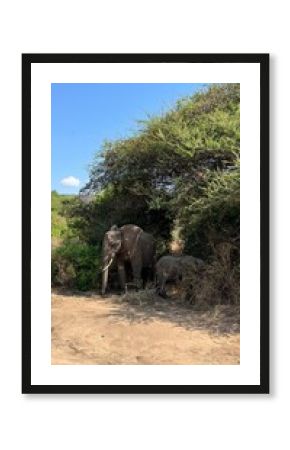 African elephant in its natural habitat during a safari in a national park in Tanzania 