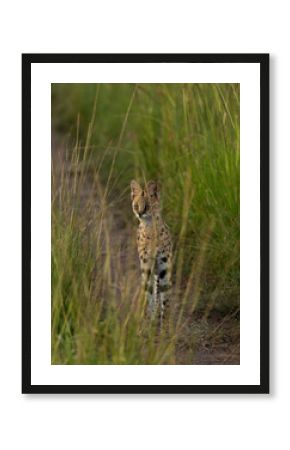 Portrait of a Serval in green grasses of Masai Mara
