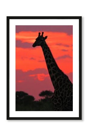 A Giraffe Against a Sunset Sky