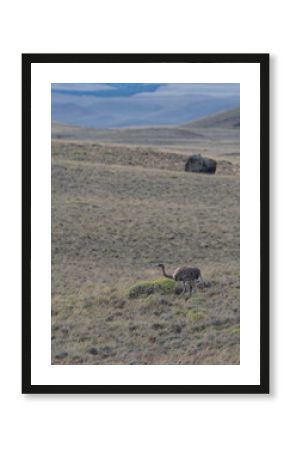 rhea pennata - ñandu - choique