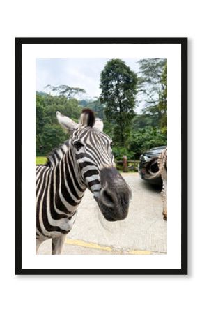 A curious zebra presents a detailed close-up view of its striped head and alert expression in a safari park, with a vehicle nearby