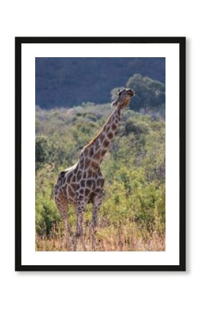 Giraffe in the wild stretching its neck