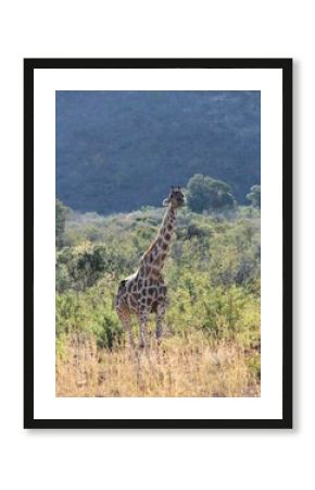 Giraffe in the South African savannah