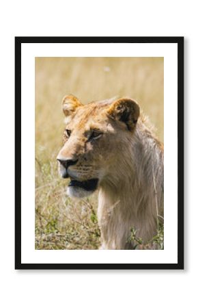 Majestic Lion in the Wild of Kenya