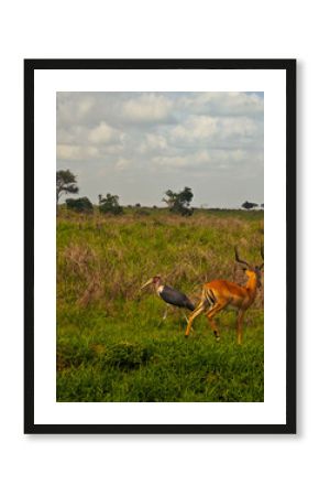 Mikumi safari Tanzania