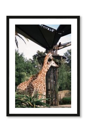 giraffe in the zoo