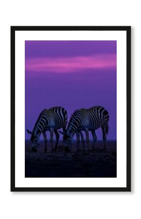 zebra crossing the road