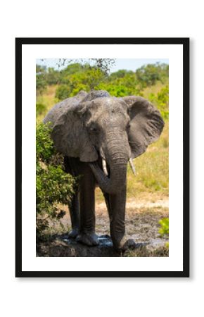 Elephant enjoying a mud bath in Masai Mara, Kenya