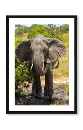 Elephant enjoying mud bath in Masai Mara safari