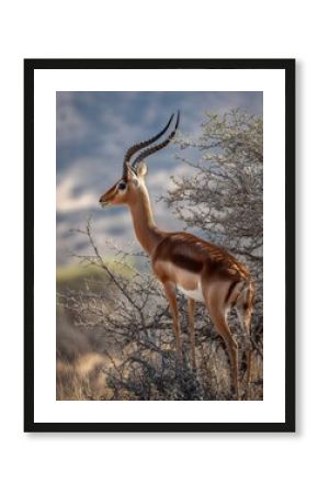 Gerenuk Browsing Acacia Branches in Dry Landscape With Distant Hills During the Golden Hour