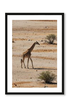 giraffe walking across a dry savannah landscape with sparse vegetation in a natural setting